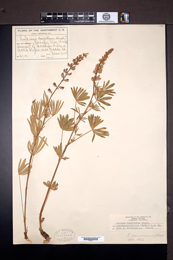 Lupinus arbustus subsp. pseudoparviflorus image