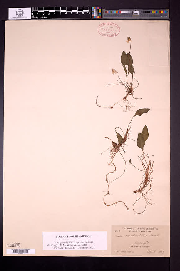 Viola primulifolia subsp. occidentalis image