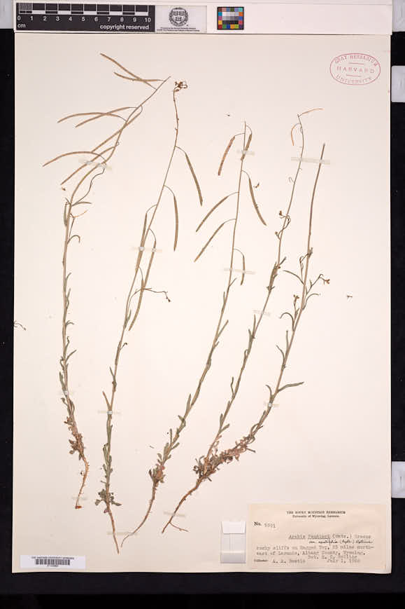 Boechera spatifolia image