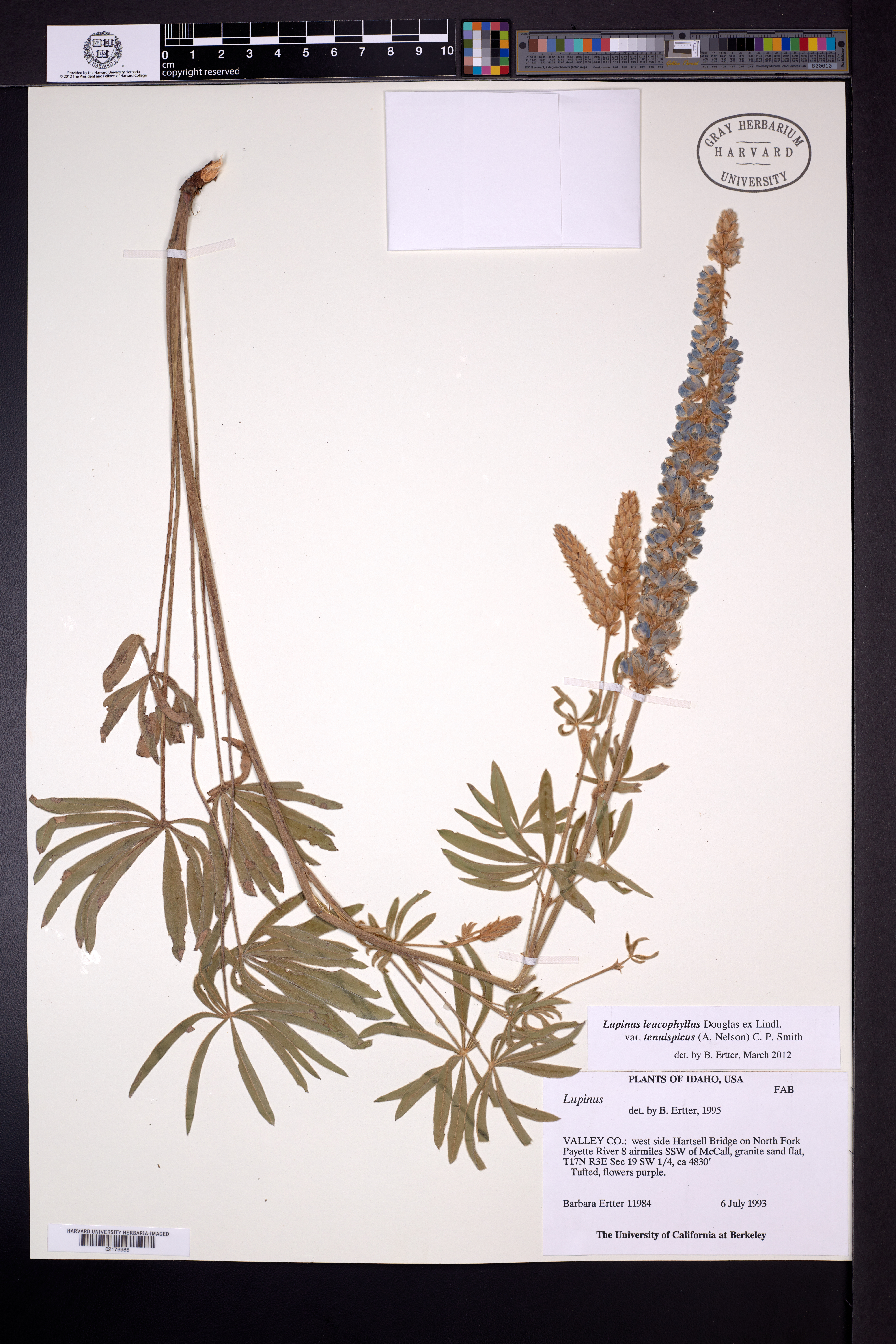 Lupinus leucophyllus var. tenuispicus image