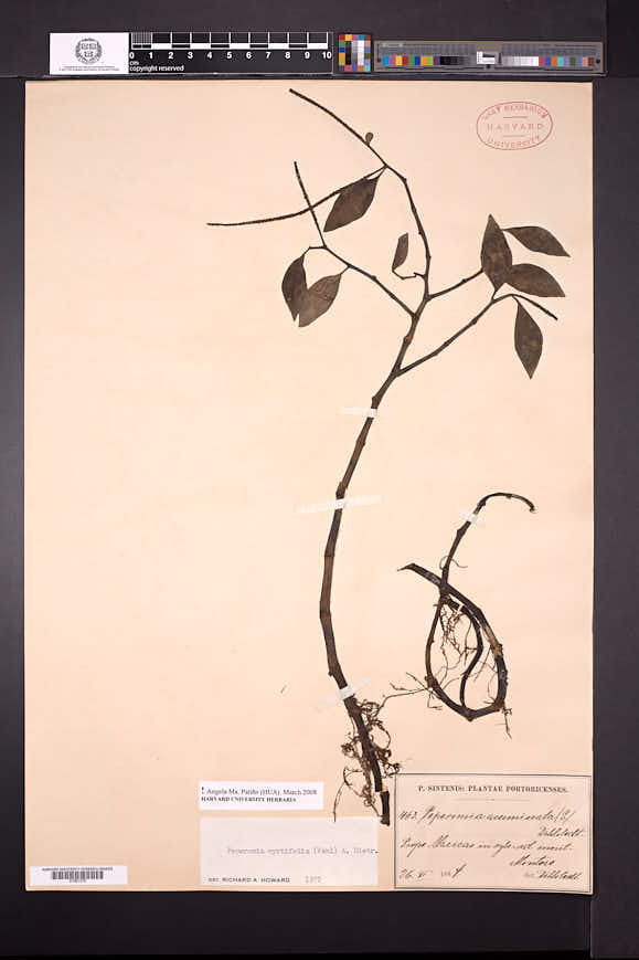 Peperomia myrtifolia image