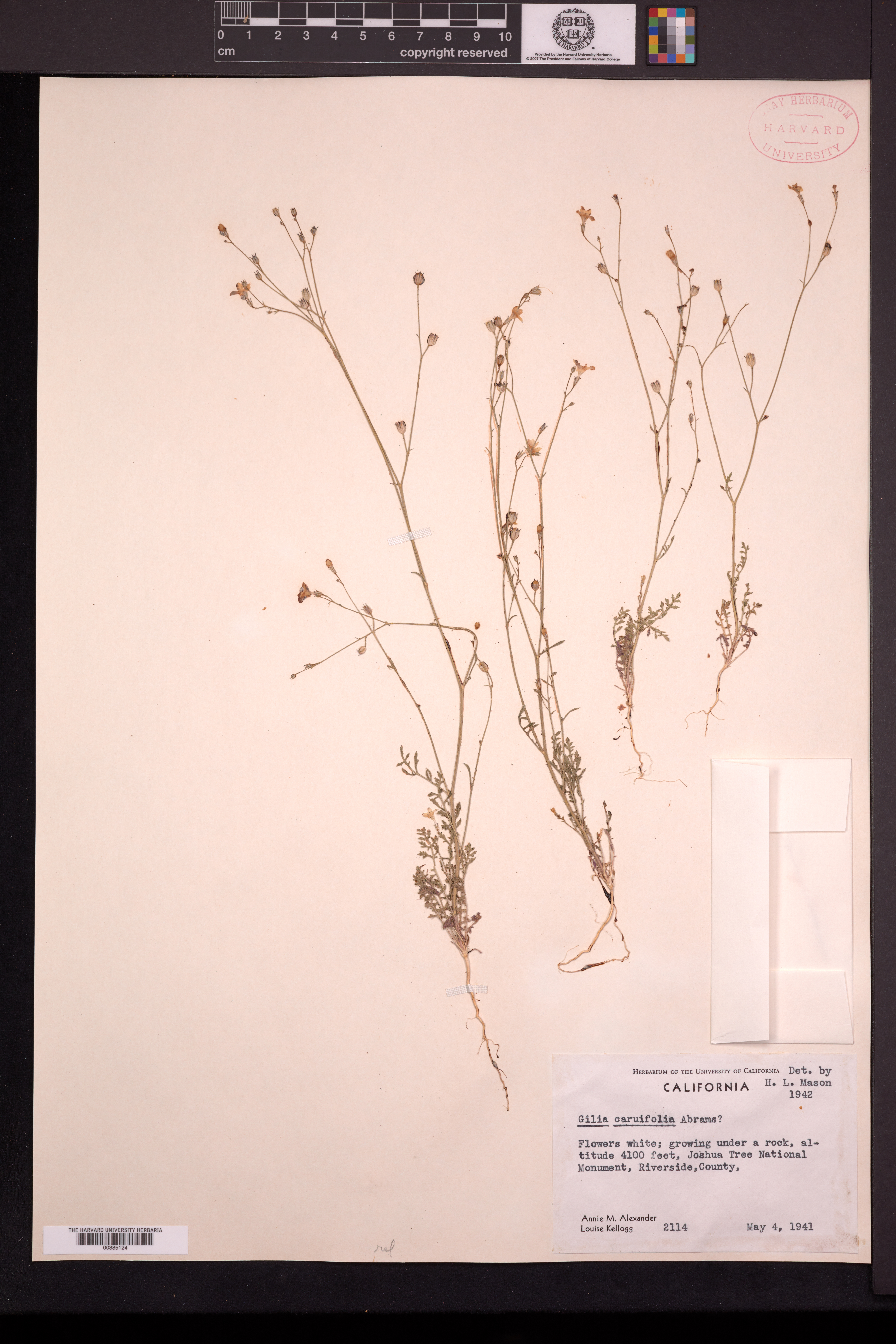 Gilia caruifolia image