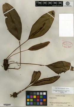Elaphoglossum metallicum image