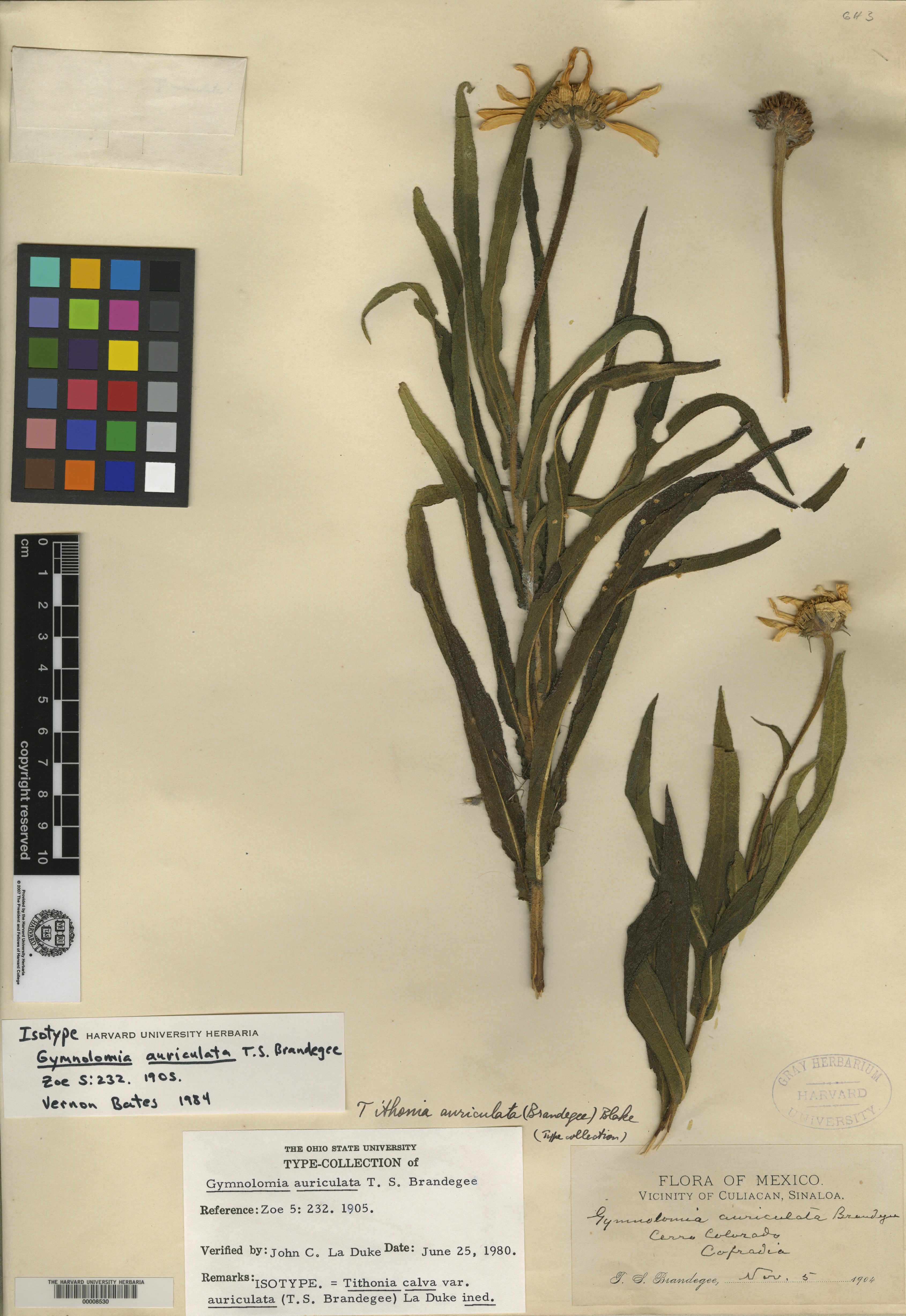 Tithonia calva var. auriculata image