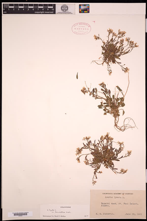 Arabidopsis lyrata subsp. kamchatica image