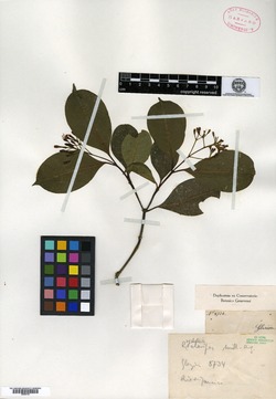 Psychotria clavipes image