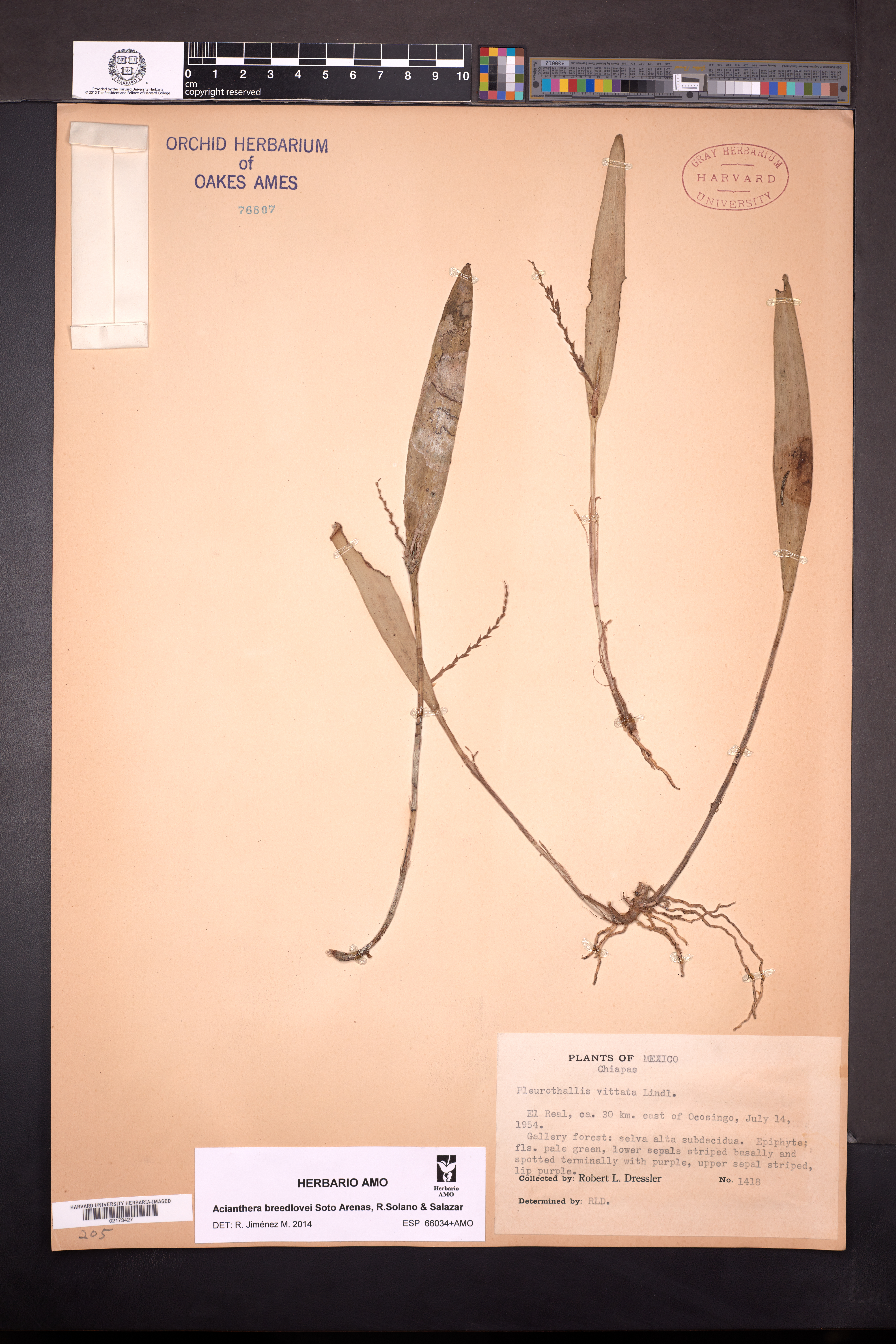 Acianthera breedlovei image