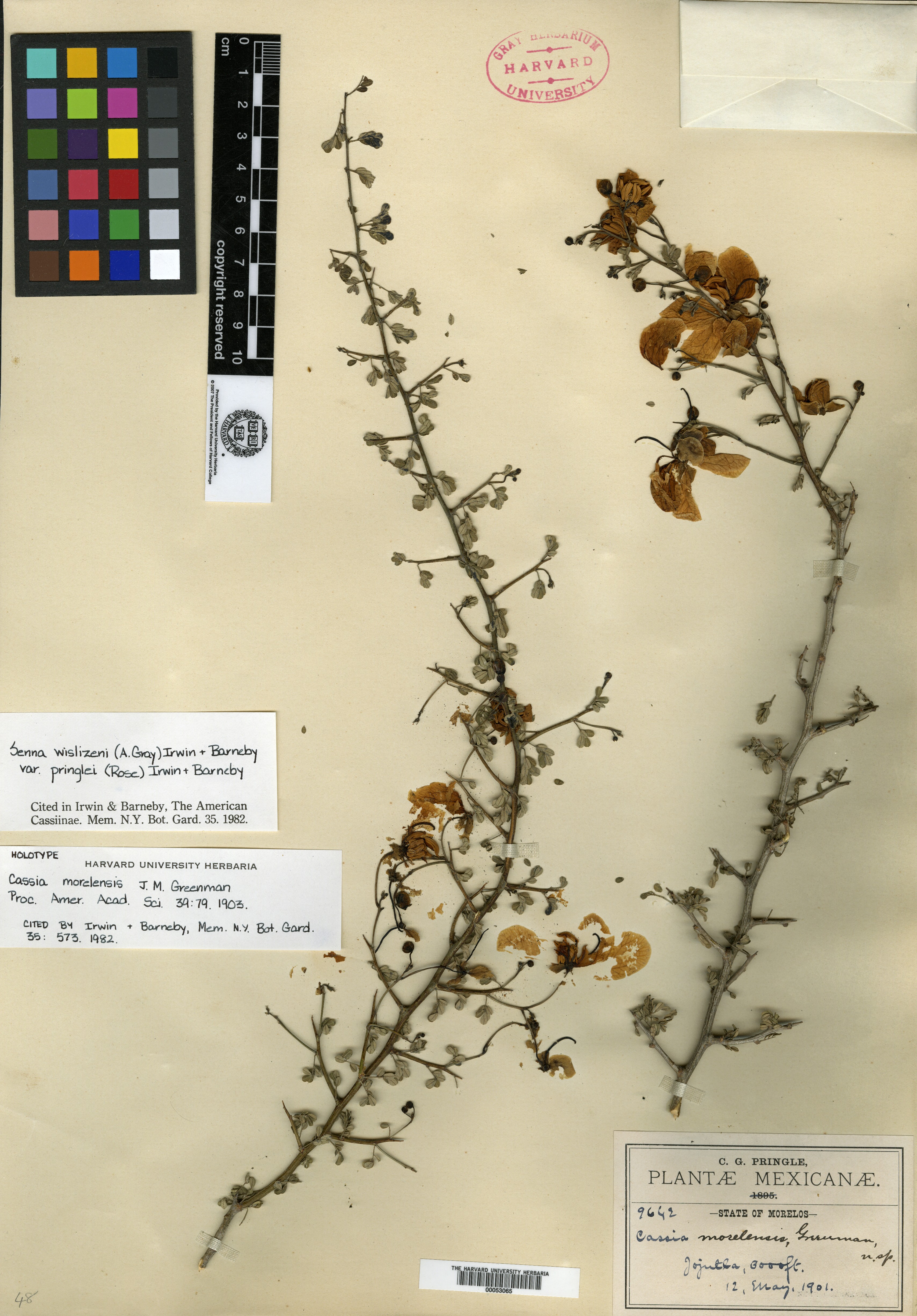 Cassia morelensis image