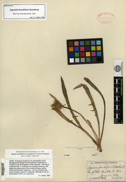 Agoseris frondifera image