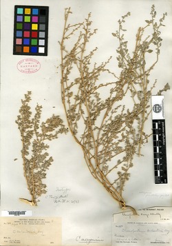 Chenopodium parryi image
