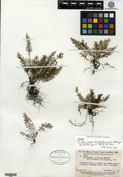 Ascyrum hypericoides image