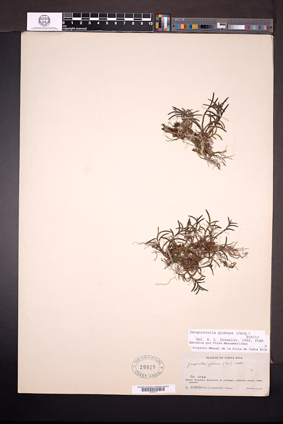 Jacquiniella globosa image