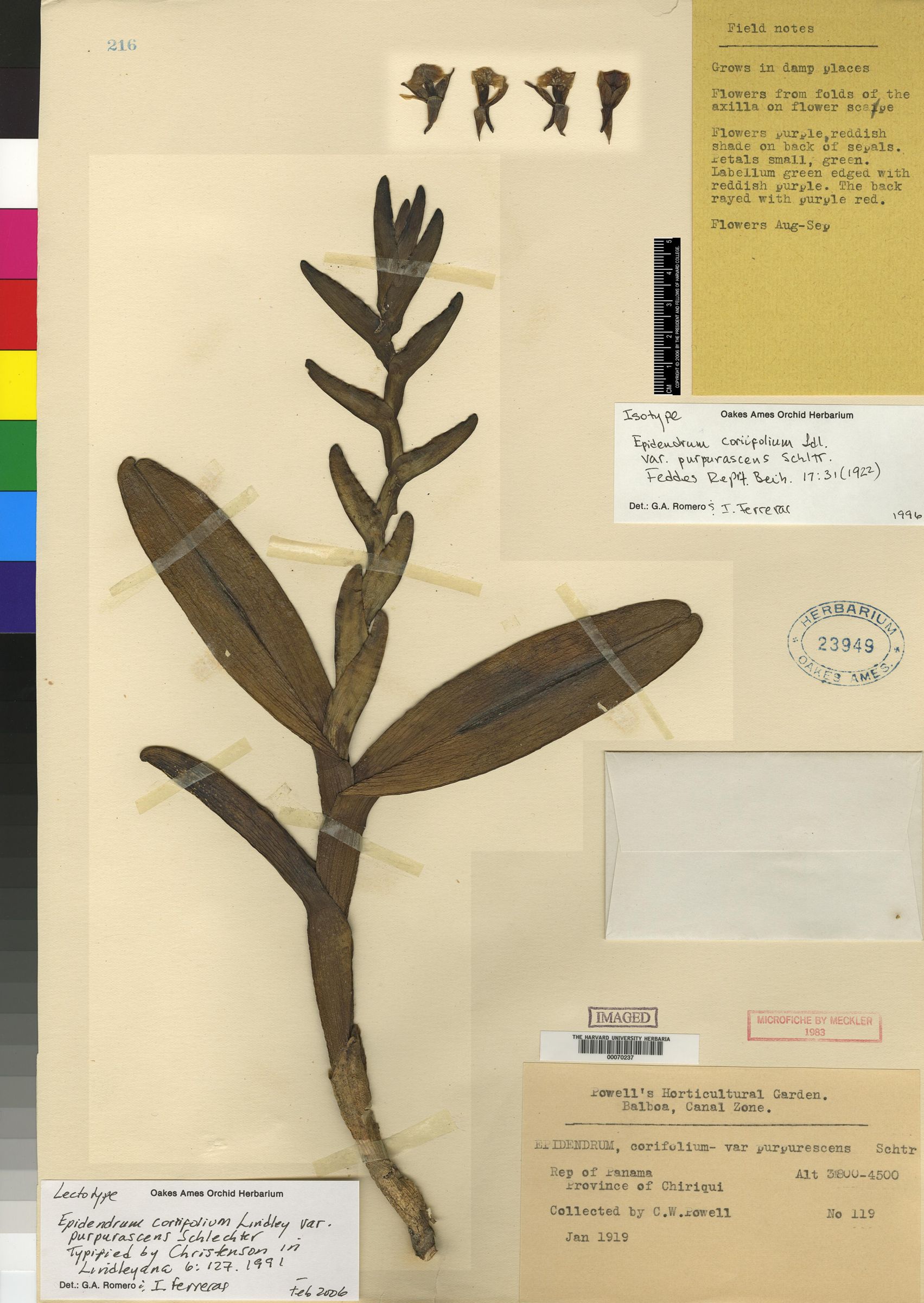 Epidendrum allochronum image
