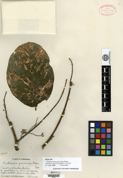 Lonchocarpus negrensis image