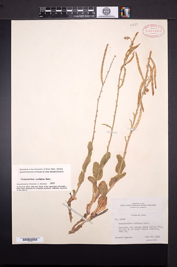 Streptanthus cordatus image