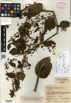 Byttneria corylifolia image