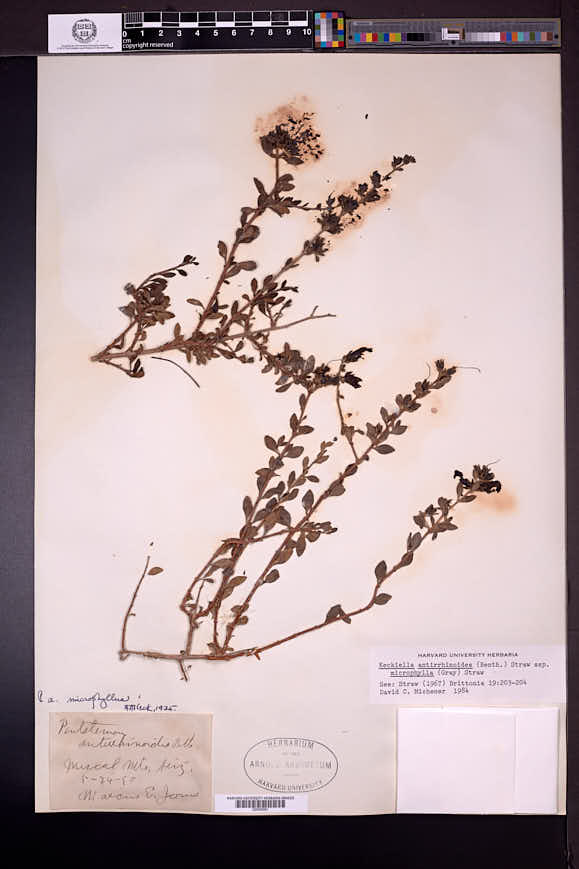Keckiella antirrhinoides subsp. microphylla image