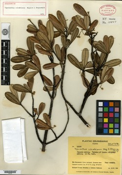 Tepuianthus colombianus image