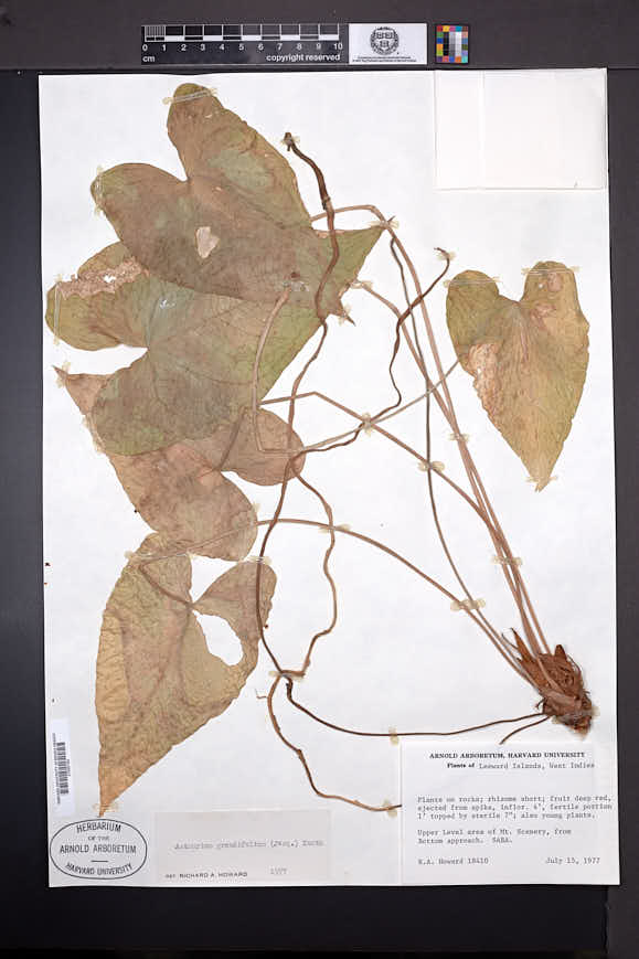 Anthurium grandifolium image
