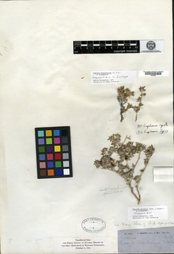 Tiquilia hispidissima image