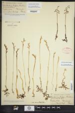 Corallorhiza trifida image