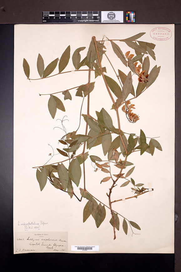 Lathyrus vestitus subsp. ochropetalus image
