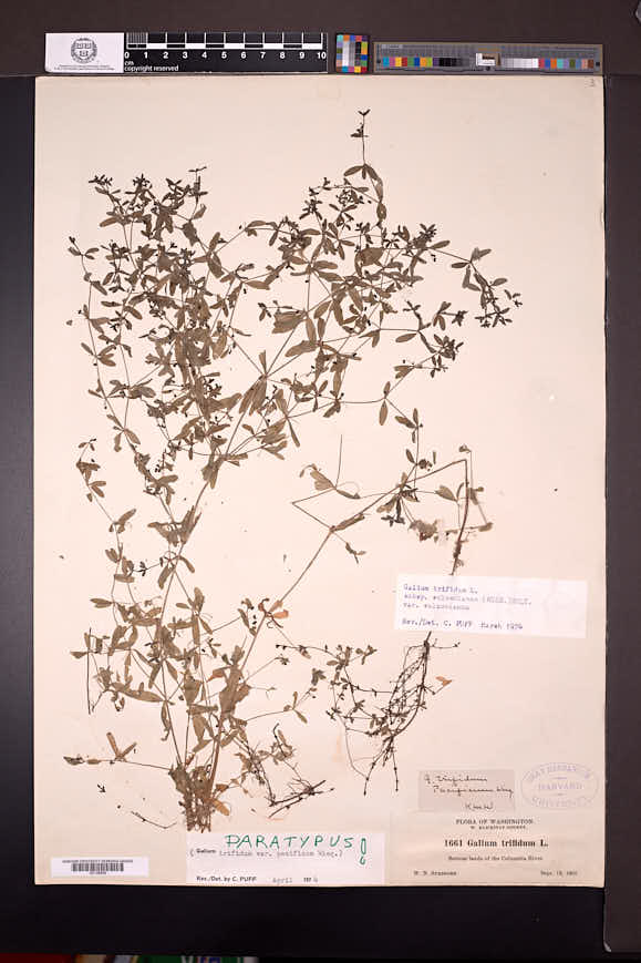 Galium trifidum subsp. columbianum image