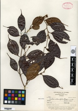 Topobea alternifolia image