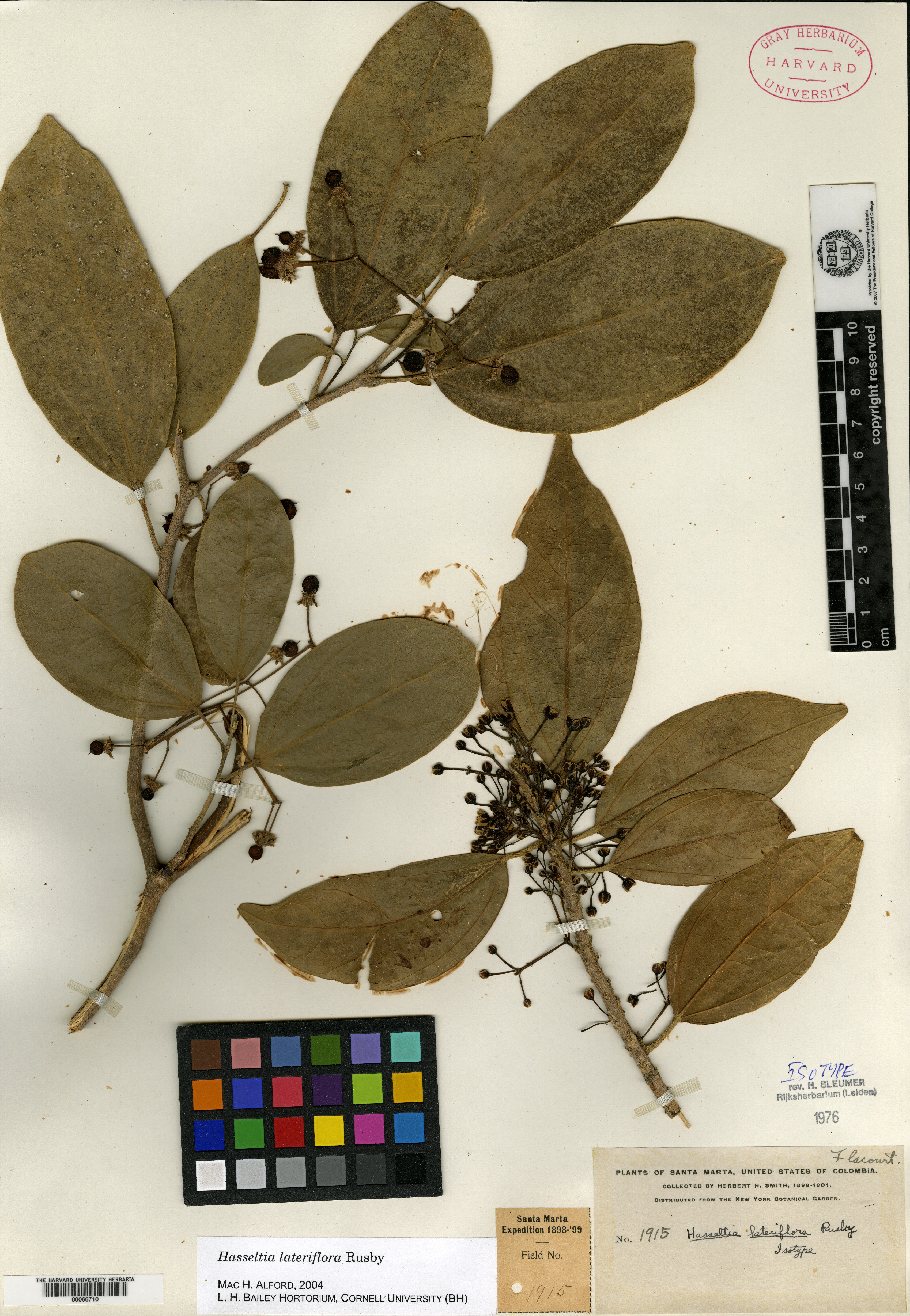 Hasseltia lateriflora image