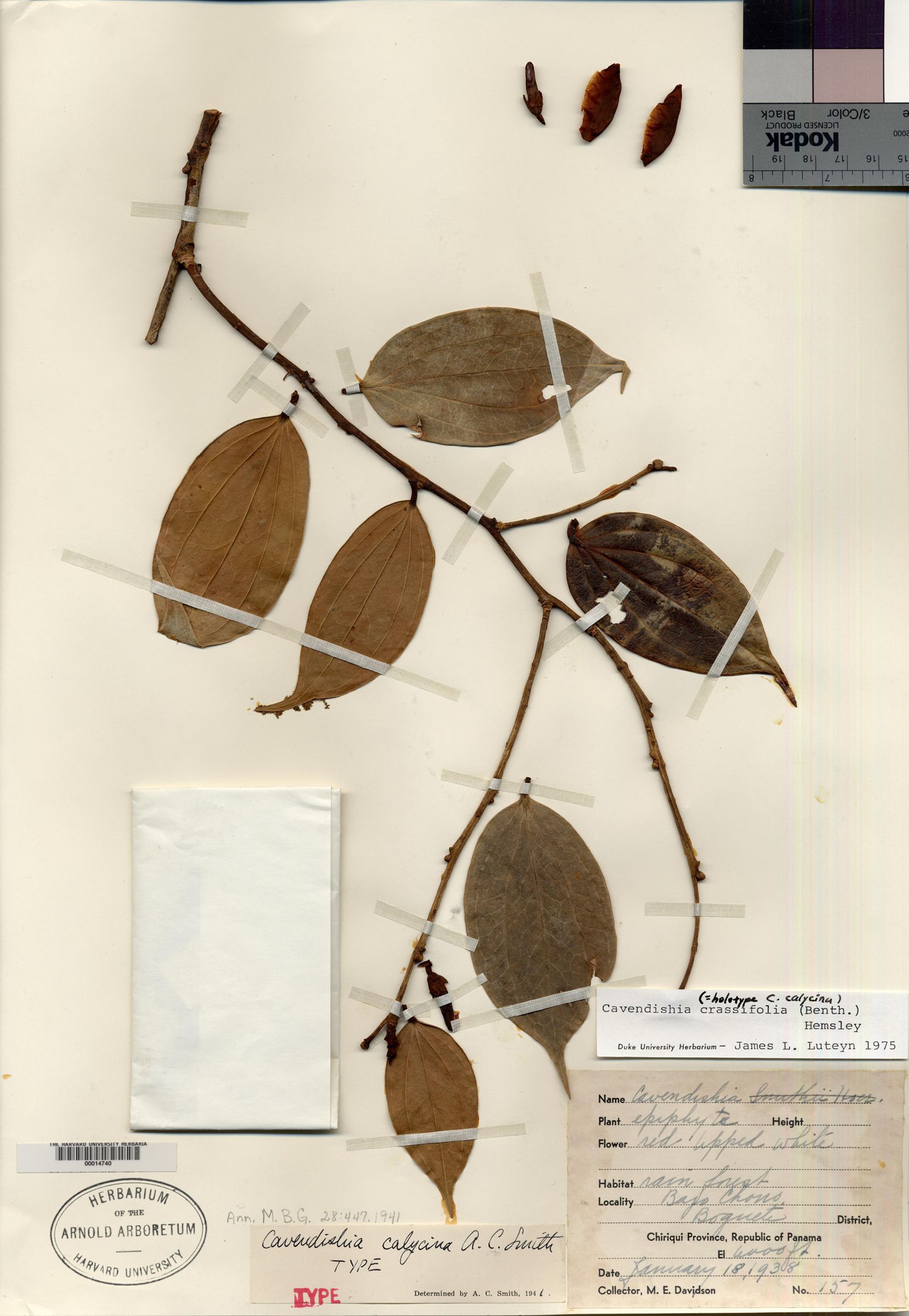 Cavendishia calycina image