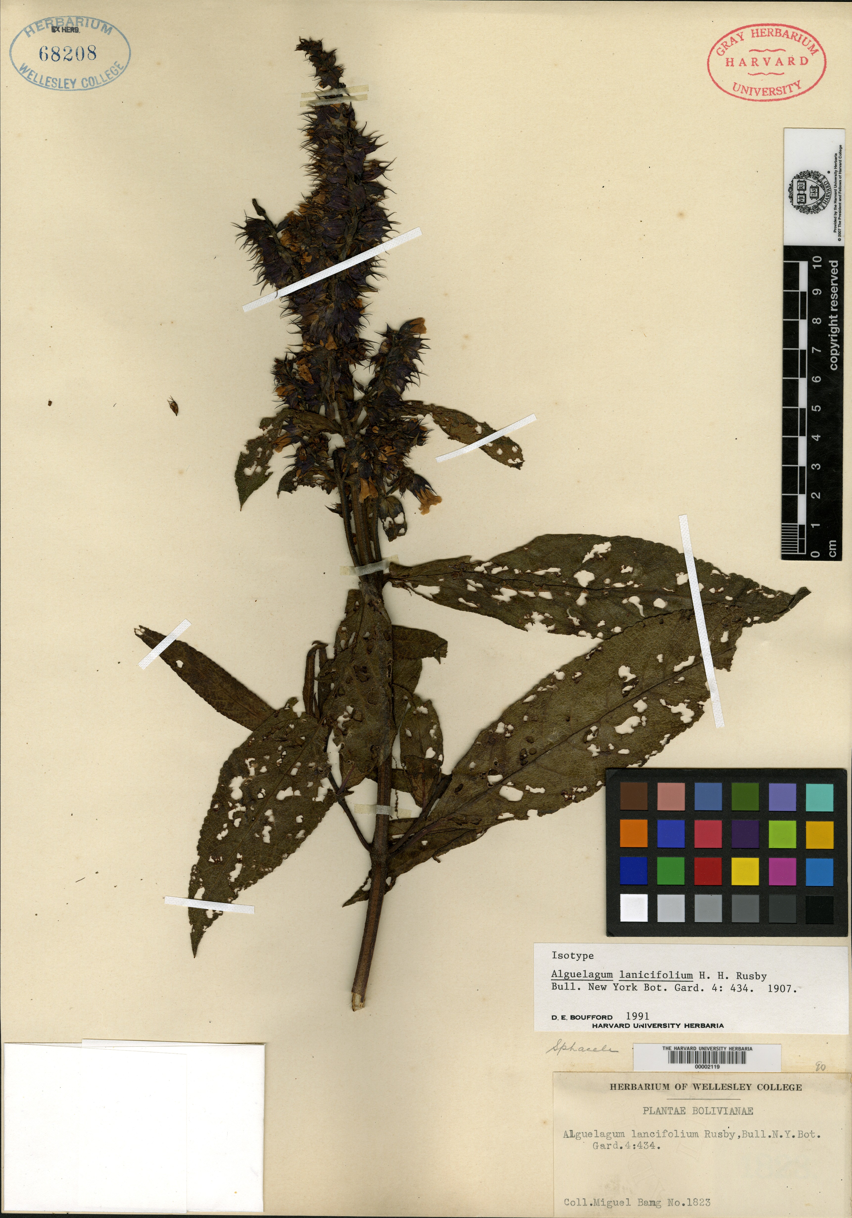Alguelagum lancifolium image