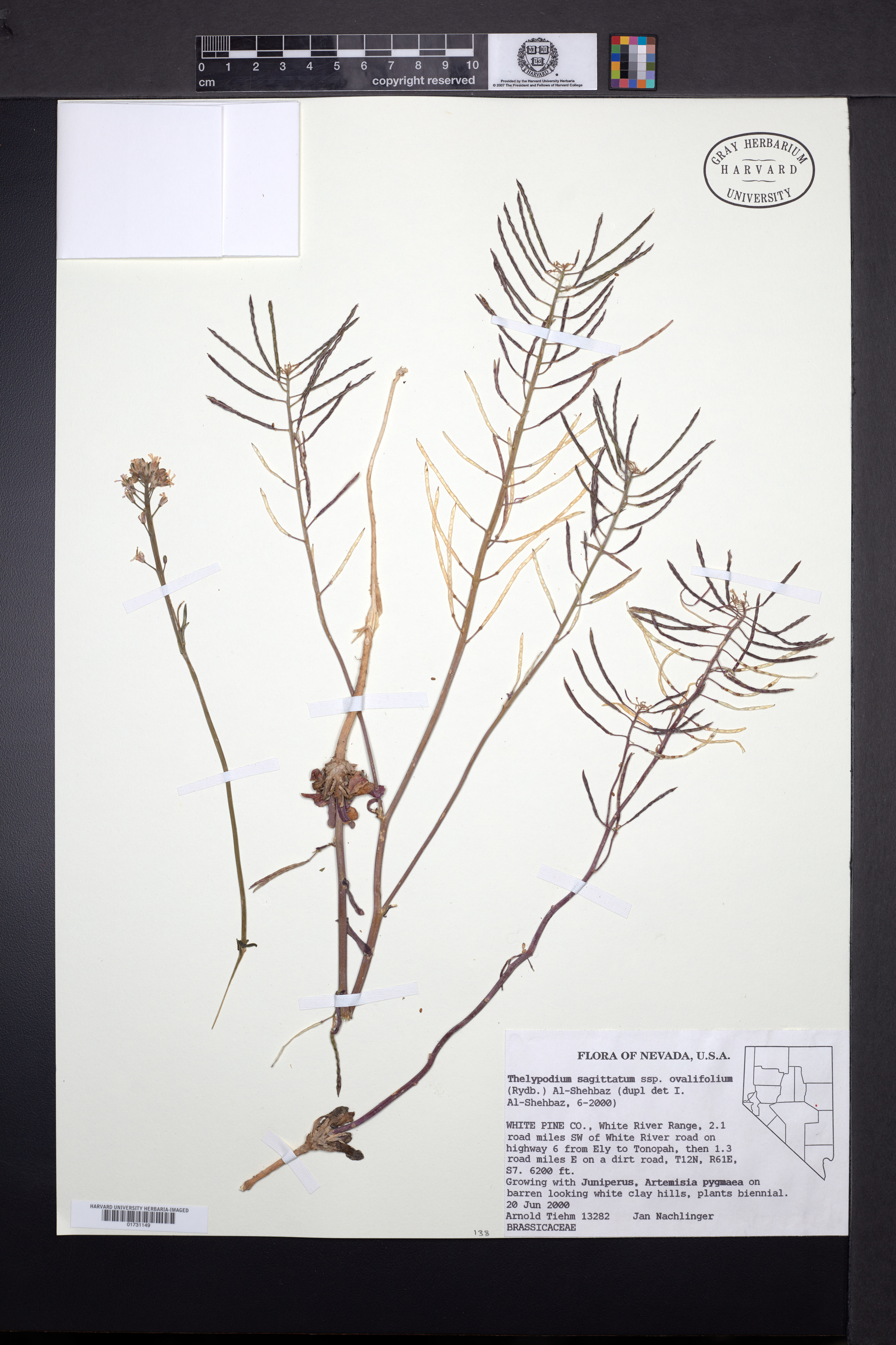 Thelypodium sagittatum subsp. ovalifolium image