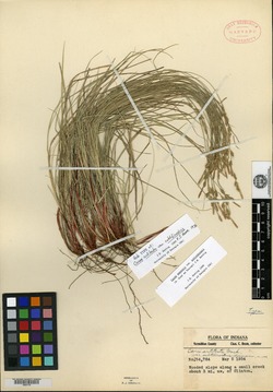 Carex artitecta var. subtilirostris image
