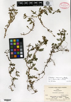 Calceolaria flosparva image