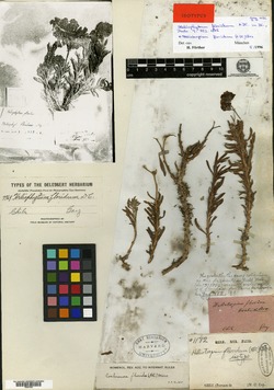 Heliophytum floridum image