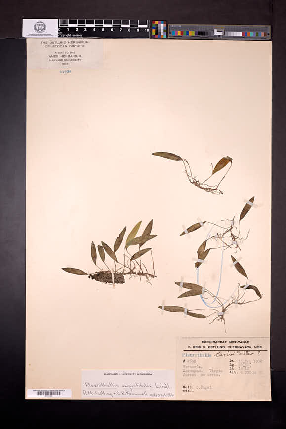 Pleurothallis angustifolia image