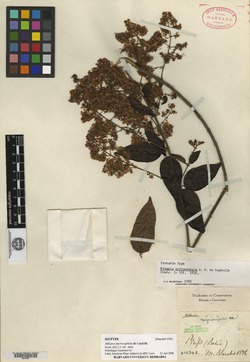 Mikania myriocephala image