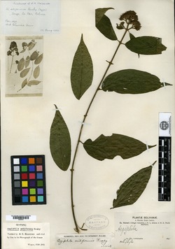 Aegiphila setiformis image