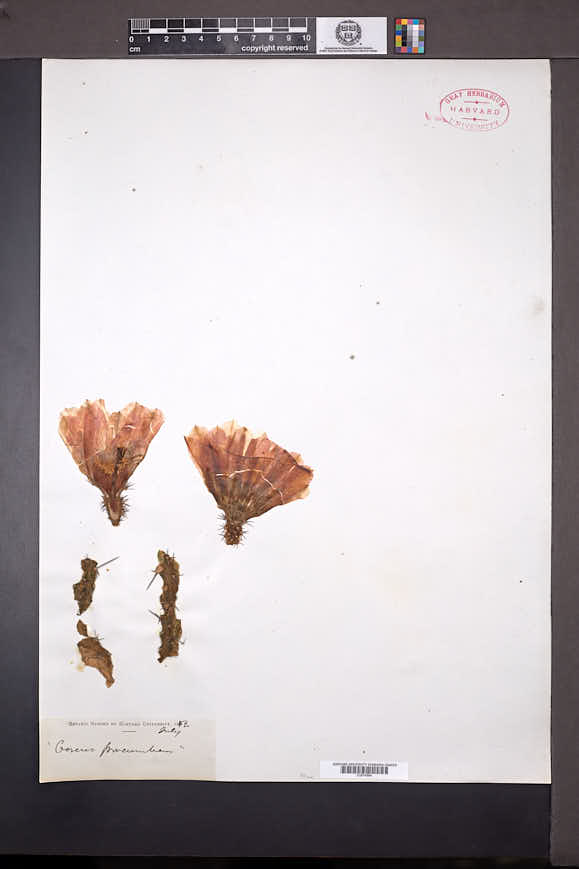 Echinocereus procumbens image
