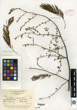 Senegalia parviceps image