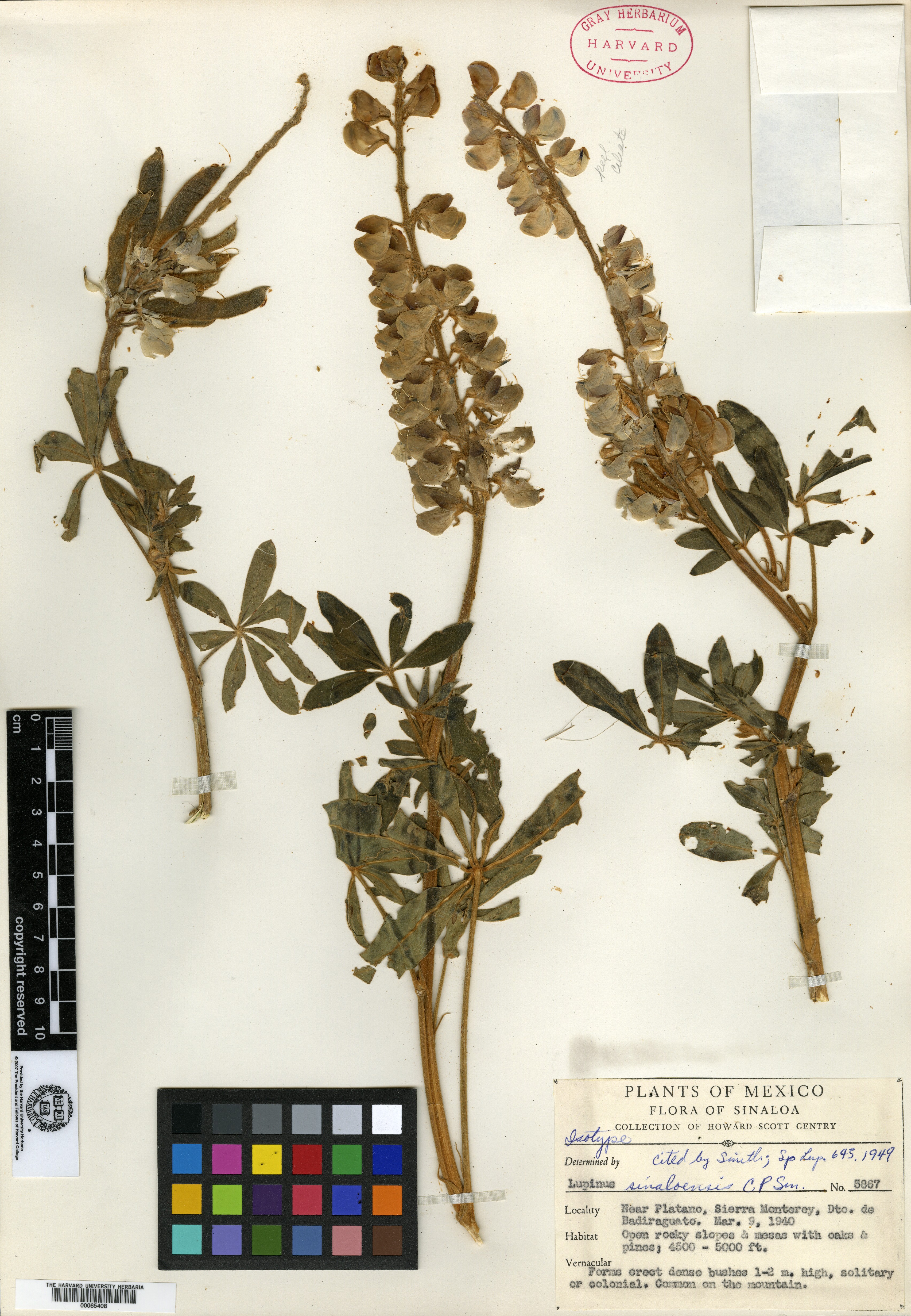 Lupinus sinaloensis image