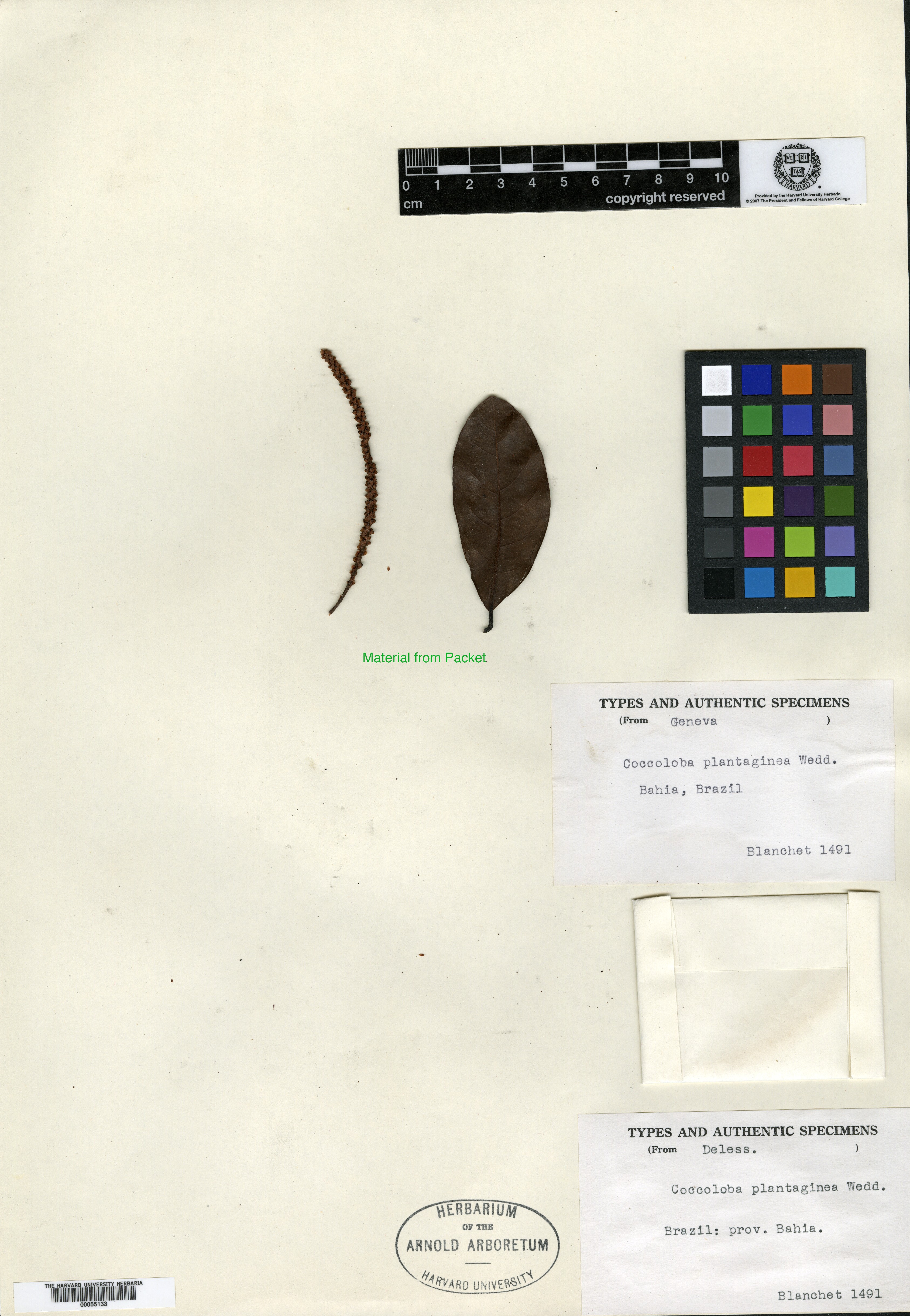 Coccoloba arborescens image
