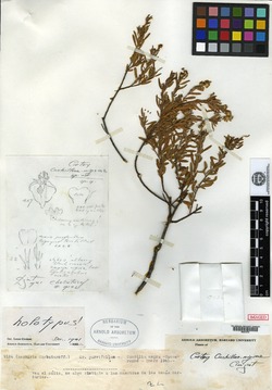 Croton subpannosus image