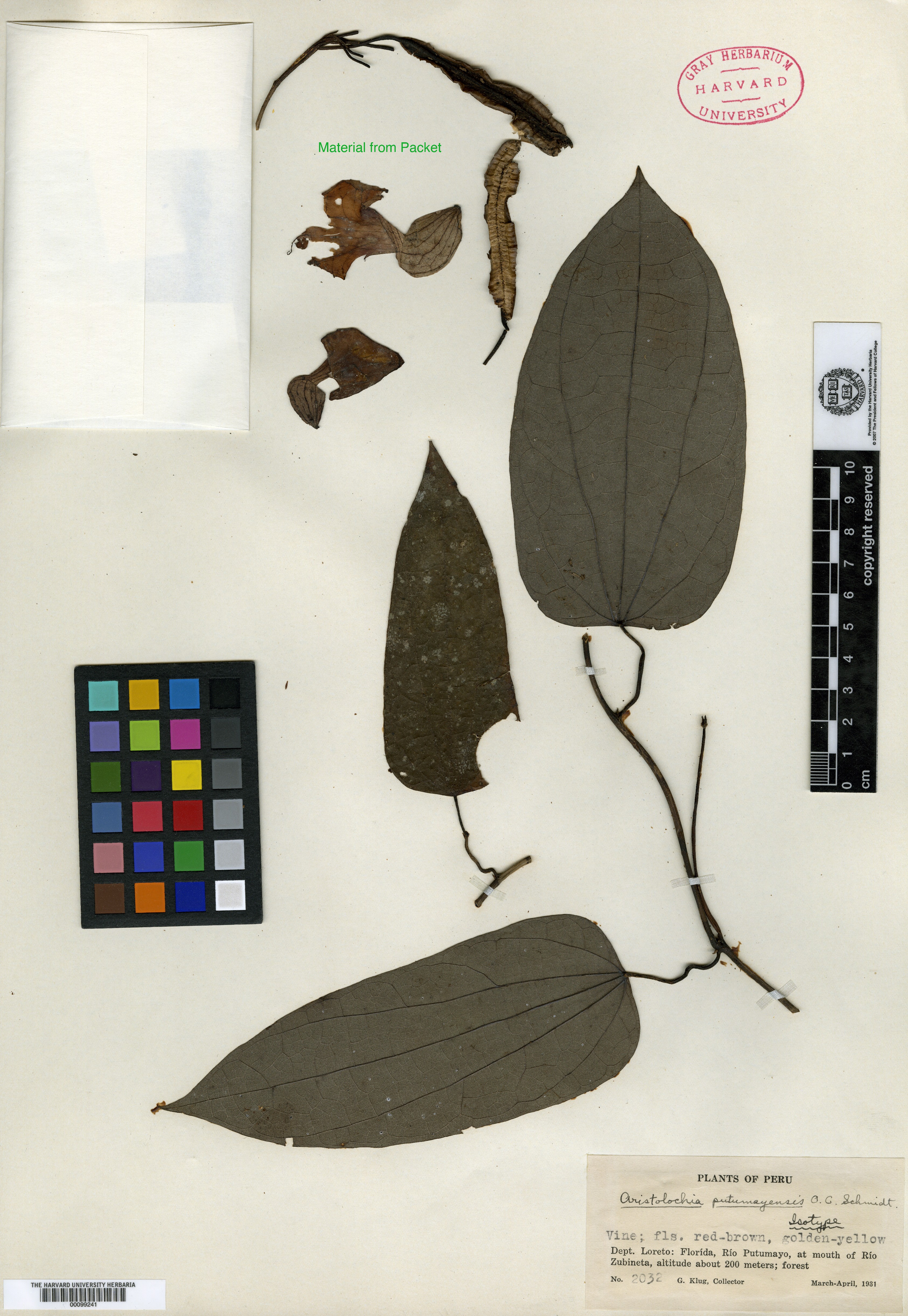 Aristolochia putumayensis image