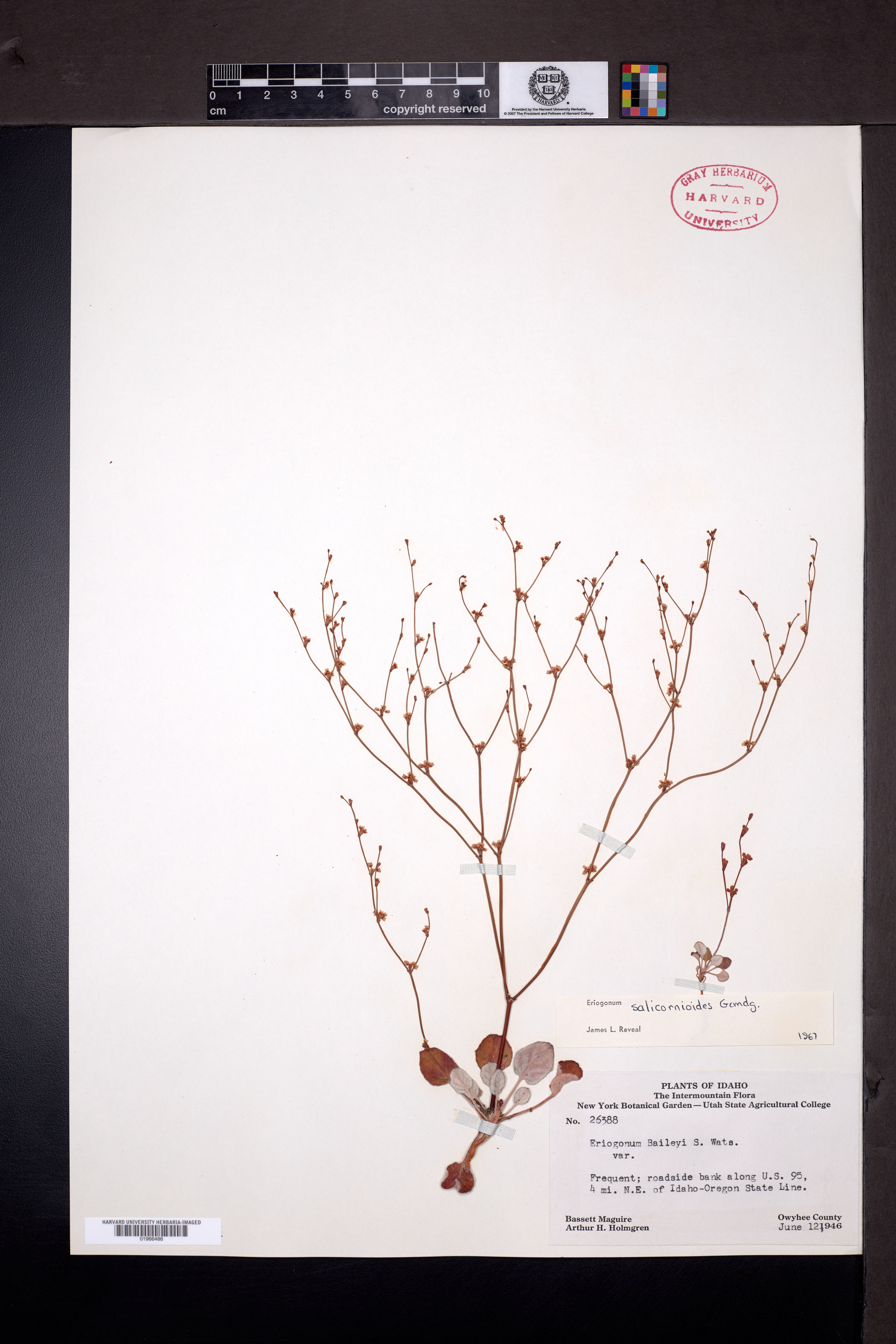 Eriogonum salicornioides image