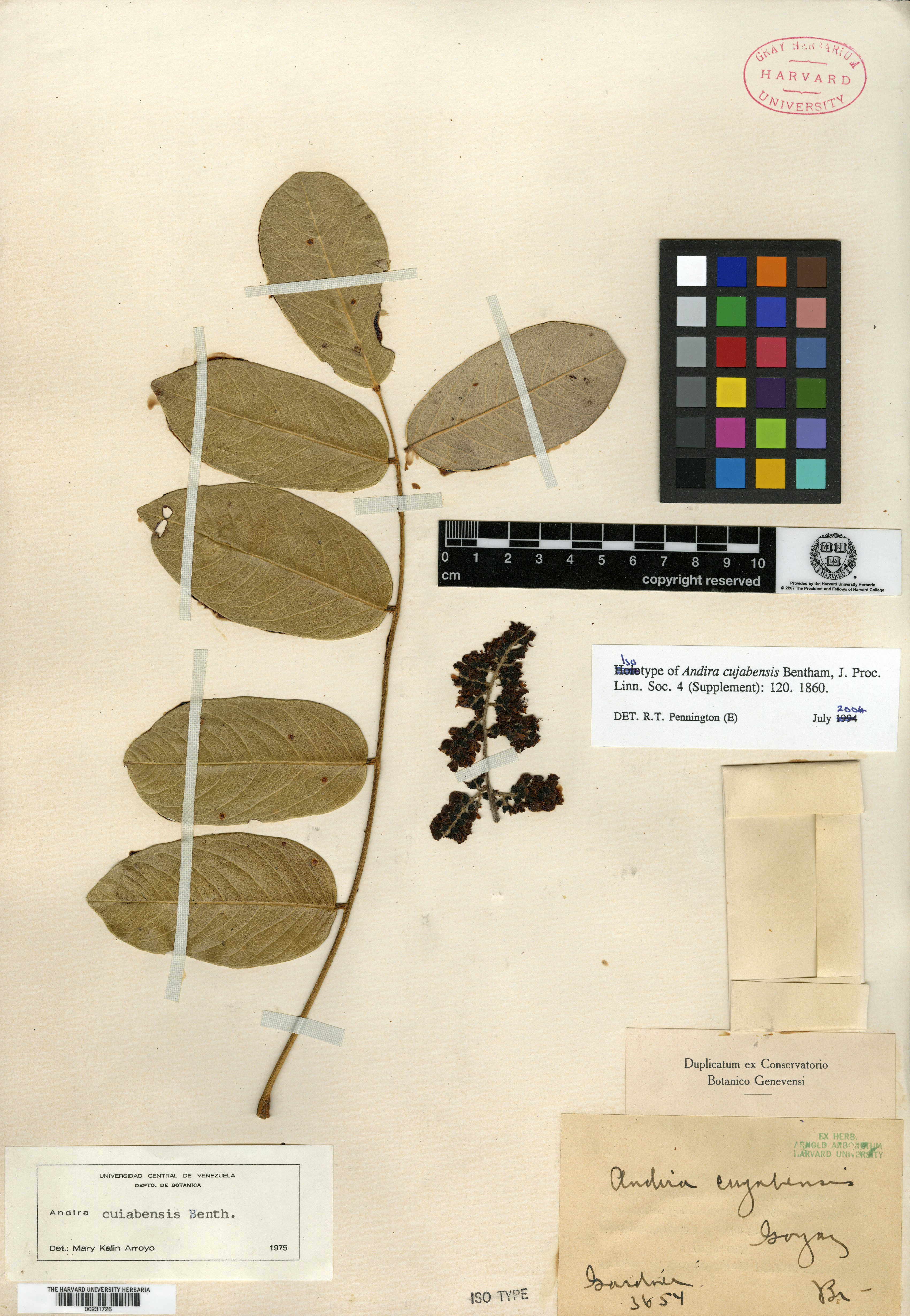 Anthyllis variegata image