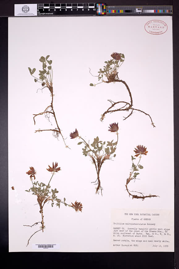 Trifolium longipes subsp. multipedunculatum image