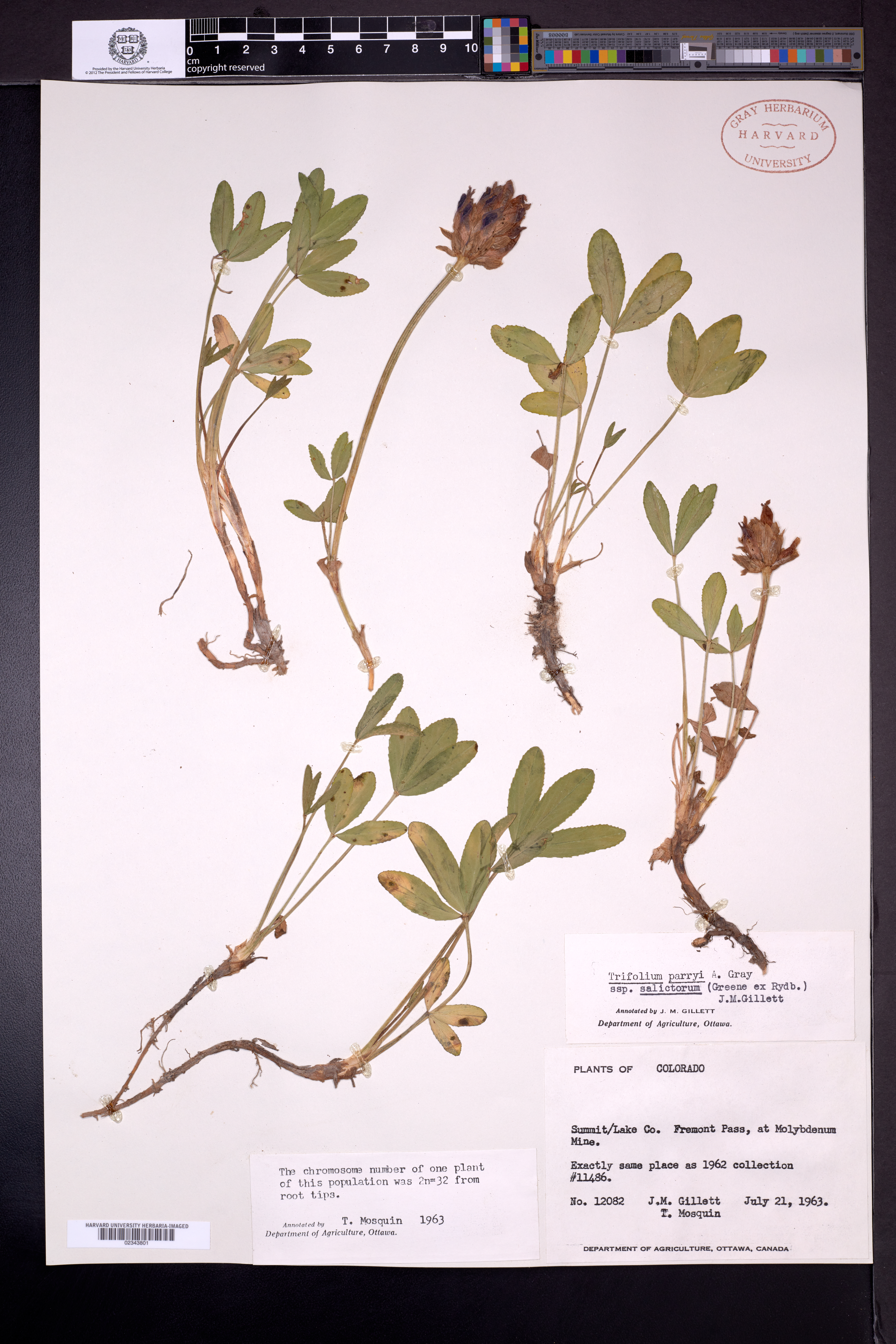 Trifolium parryi subsp. salictorum image