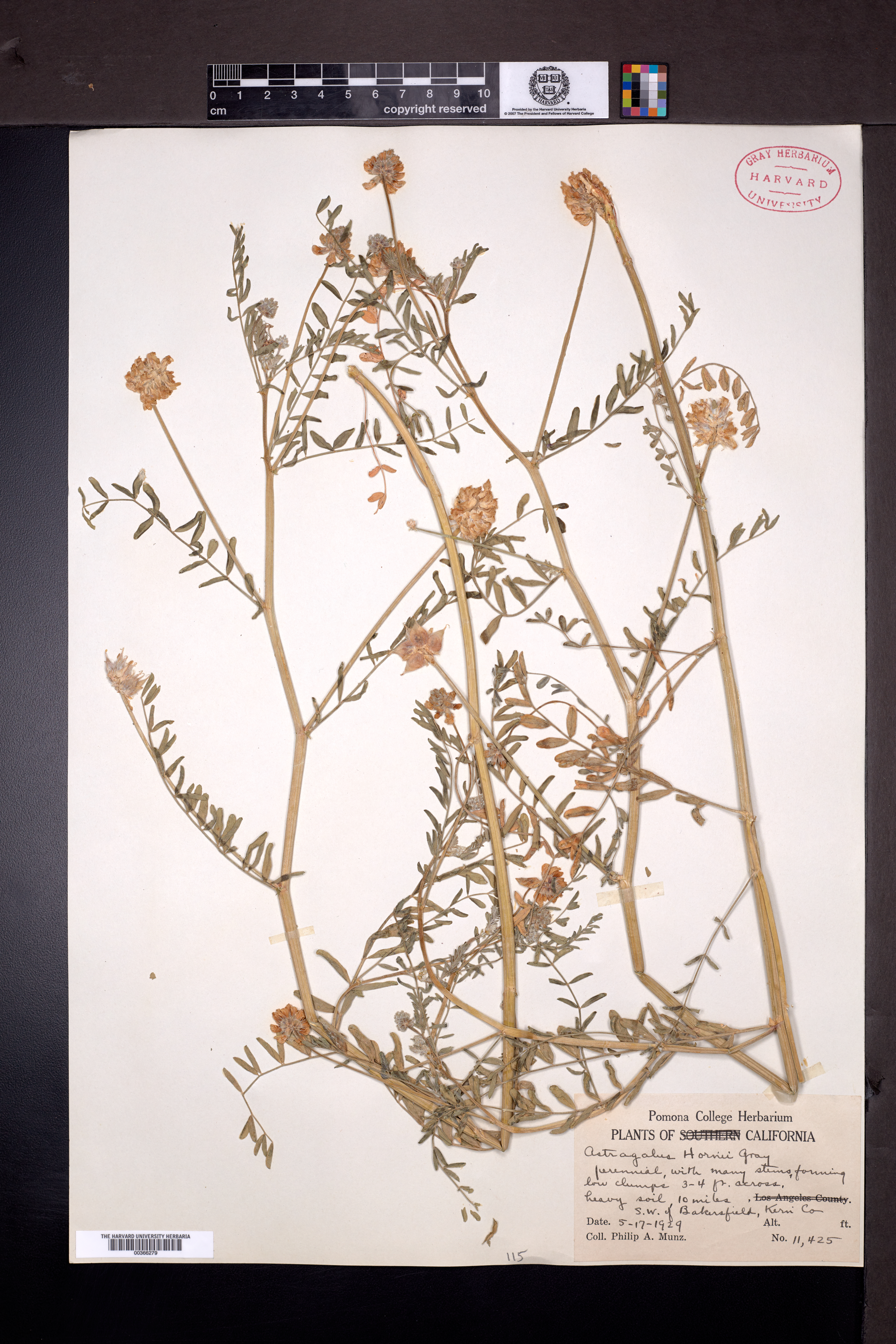 Astragalus hornii image
