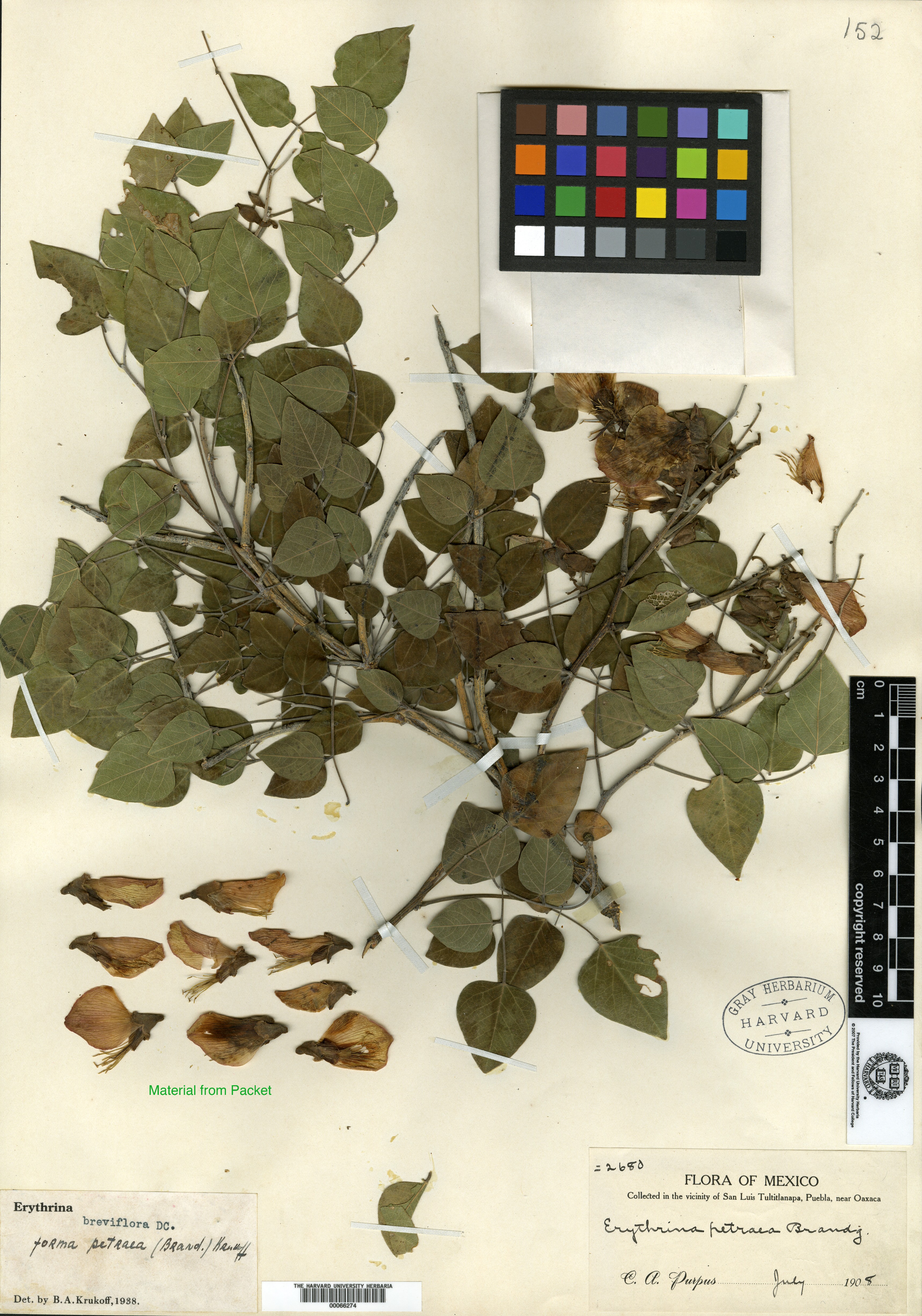 Erythrina petraea image